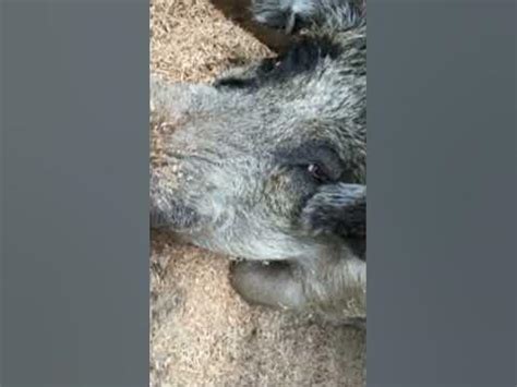 Goofy ahh pig #memes #pigs - YouTube