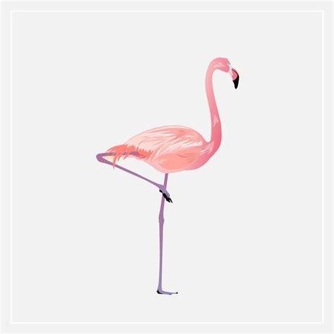 Pássaro Flamingo Vetor Premium