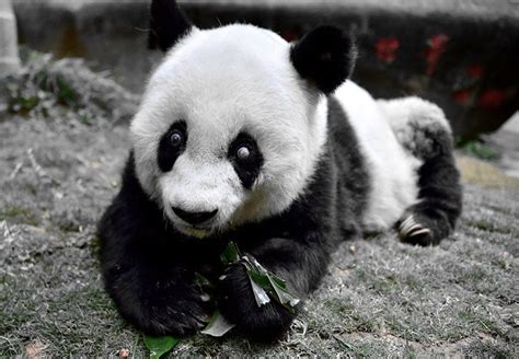 China World S Oldest Giant Panda Dies In Captivity