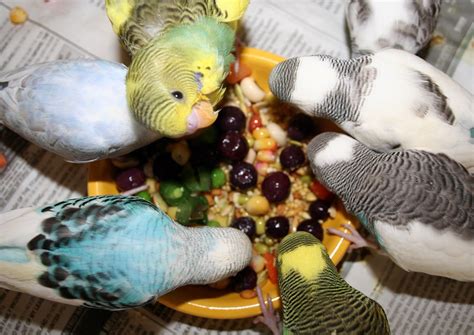 Parrot Friendly Fruits And Greens What And How To Feed