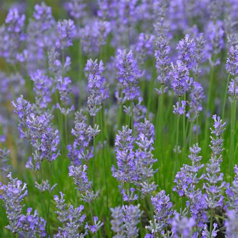 Provence Lavendel Grosso Lavandula X Intermedia