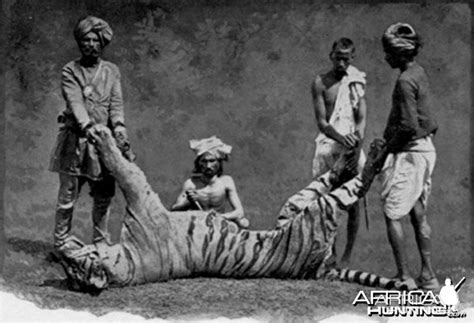a man eater tiger hunted in india by john stoddard with natives in 1890s