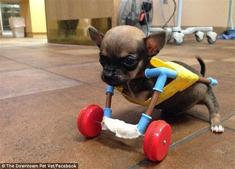 Check spelling or type a new query. Chihuahua born without front legs is given 3D printed body harness and a set of wheels | Daily ...