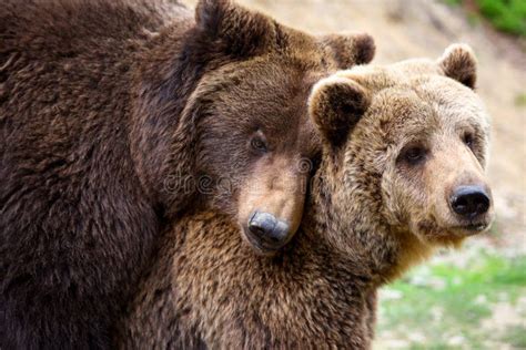 Mating Bears Stock Image Image Of Large Animal Mating 14486965