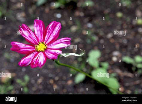 Cosmos Bipinnatus ‘candy Stripe Pale Pink Bowl Shaped Flowers With