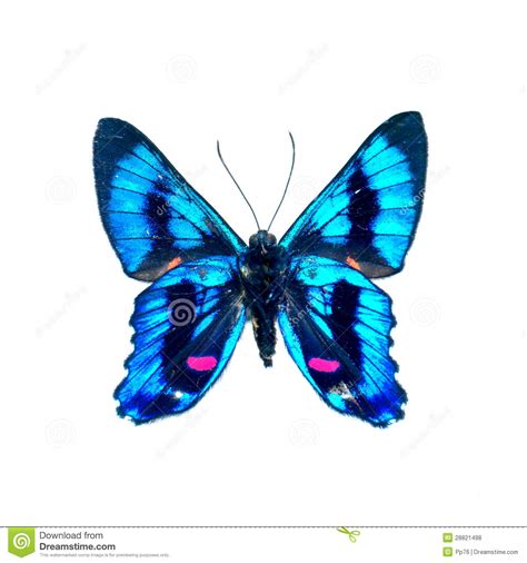 Butterfly On A White Background In High Definition Royalty