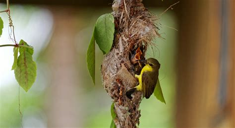 Images Reveal 5 Scientifically Amazing Bird Nests