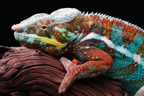 Free Photo Beautiful Color Of Chameleon Panther Chameleon Panther On