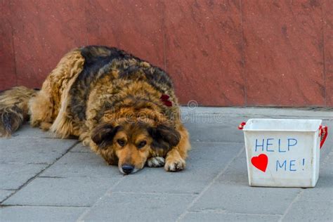 Sad Dog Stock Image Image Of Pets Street Holding Tail 31089863