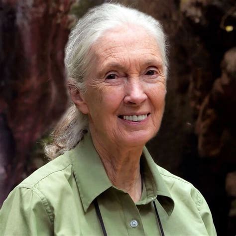 Jane Goodall Dibujo Jane Goodall