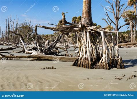 Exposed Root System Of A Palm Tree Stock Photo