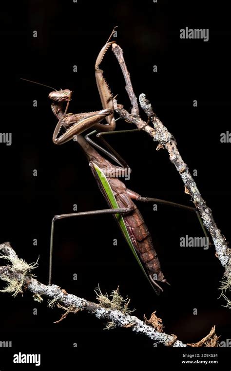 Chinese Praying Mantis Tenodera Sinensis Brevard North Carolina