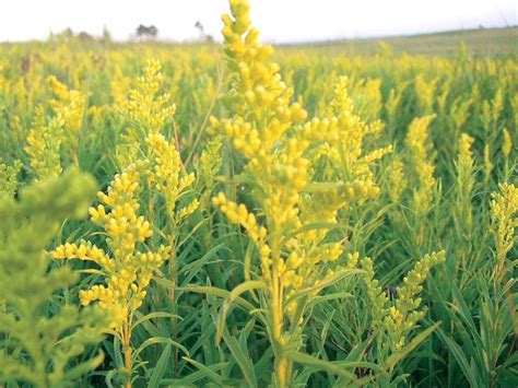 From wikipedia, the free encyclopedia. Goldenrod vs. ragweed: Which causes allergies and which ...
