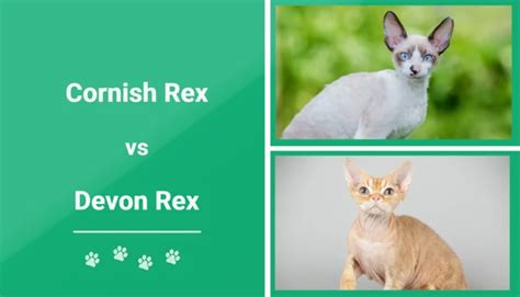 Cornish Rex Vs Devon Rex Main Differences And Similarities Feeduw