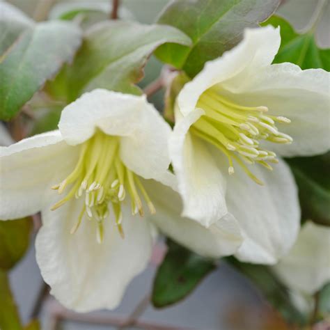 Buy Clematis Evergreen Winter Flowering J Parkers