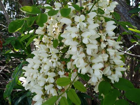 Fiori profumatissimi / fiori velenosi, 5 specie meravigliose e pericolose. ARBUSTI E PIANTE: Acacia.