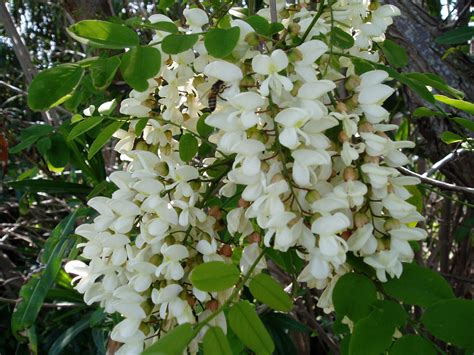 Nel giardino nespolo del giappone: ARBUSTI E PIANTE: Acacia.