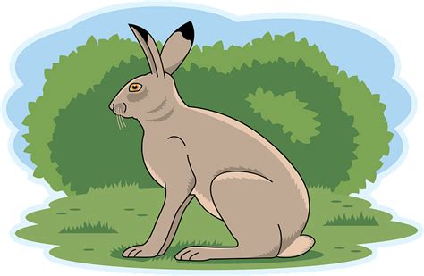 Hare Clipart Free Download Transparent Png Creazilla