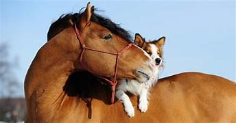 th?id=OIP.FQpeHev-EUIa3vJ-kelpDQHaD4&pid=Api&P=0&h=180