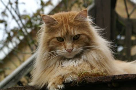Maine coon cats do shed but no more than any other furry cats. What is it like to Own a Maine Coon cat? • The Pets KB