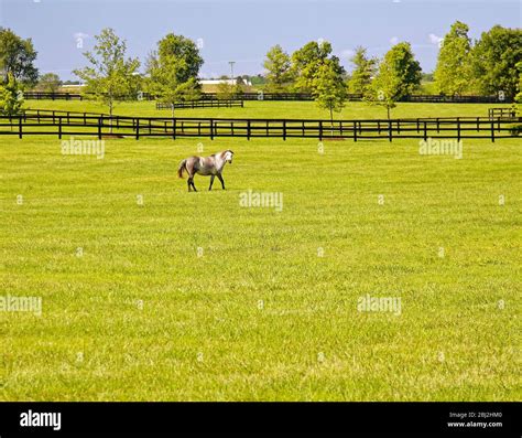 Horse Farm Scene Black Fences Horse Walking Bluegrass Fields Rural