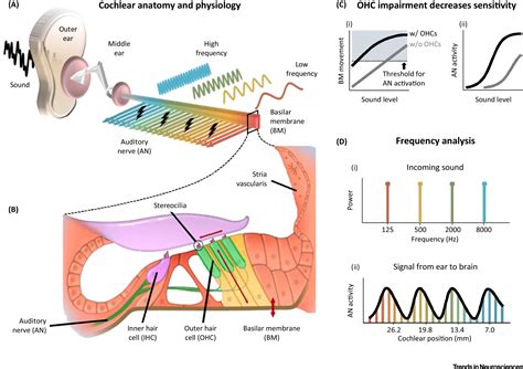 Why Do Hearing Aids Fail To Restore Normal Auditory Perception Trends