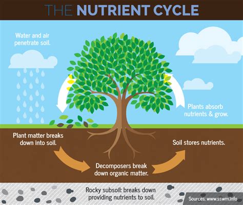 The general consensus is that carbohydrates, protein, and fat are the macronutrients; Lesson 10: What's In Soil? with Nutrition • Illinois Farm ...