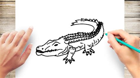 How To Draw An Alligator