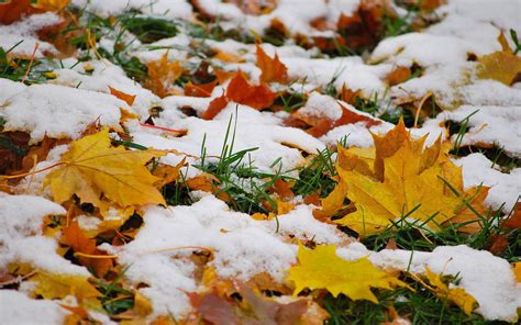 Snow On Autumn Leaves Wallpapers 1680x1050 1739233