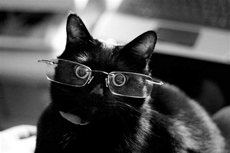 43 Cats In Glasses That Totally Define What Hipster Is