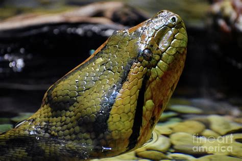 Green Anaconda Head Out Of Water Photograph By Laura Ekleberry Pixels