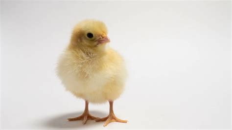 Baby Chickens Wallpapers Wallpaper Cave