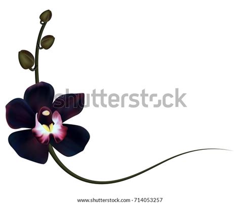 14156 Black Orchid Stock Vectors Images And Vector Art Shutterstock