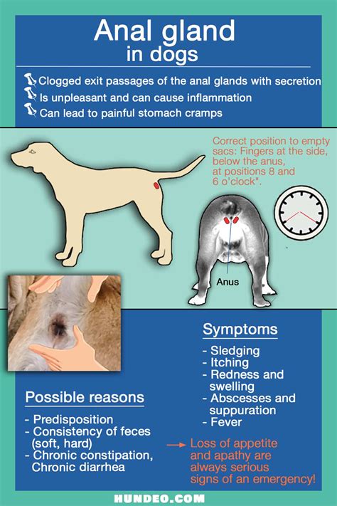 Express Anal Gland In Dog 5 Helpful Tips