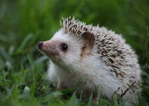 African Pygmy Hedgehog - Pet | Profile | Facts | Traits | Habitat ...
