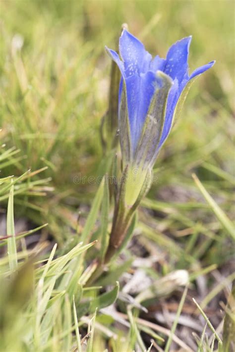 Marsh Gentian Stock Photo Image Of Pneumonanthe Angiosperms 45525826