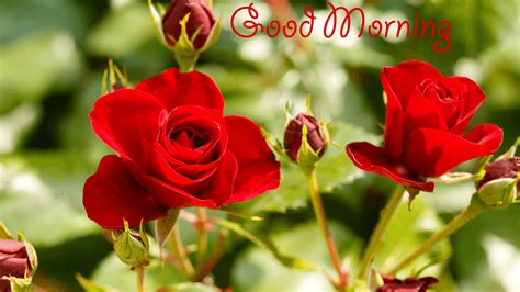 You can send these good morning flower images along with good morning wishes to your friends & relatives. Top 25 Pictures Of Red Roses - #16 - Good Morning Images ...