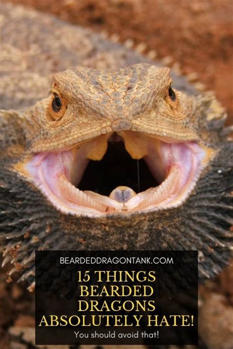 We did not find results for: Bearded Dragon Hissing