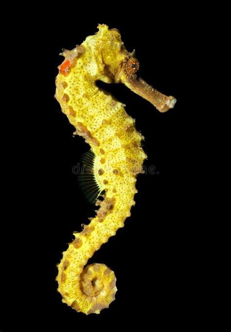 5786 Seahorse Stock Photos Free And Royalty Free Stock Photos From