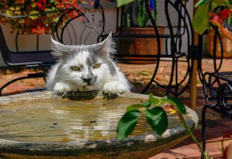 How to get rid of anxiety in cats! how long can cats go without water, can they survive?