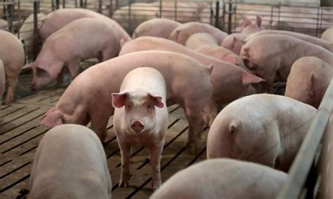 The Secret Lifestyle Of Pig Farmers Farming South Africa