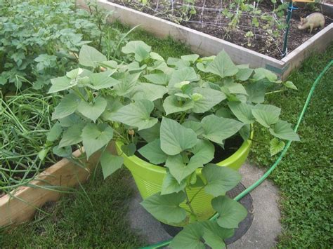 Potted Sweet Potato Plants How To Grow Sweet Potatoes In