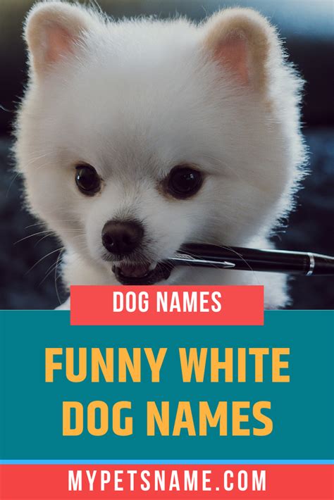 Funny White Dog Names Dog Names White Dogs White Fluffy Dog