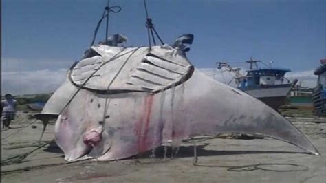 Giant 1000 Kilos Manta Ray Caught By Peruvian Fishermen — Mercopress