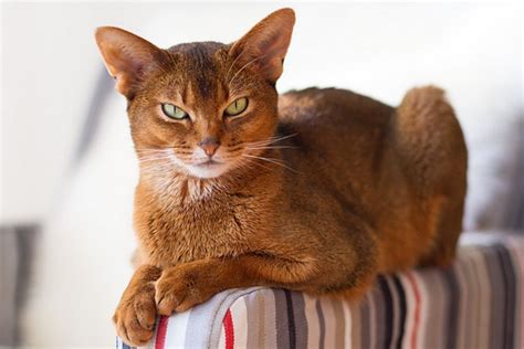 10 Breeds Of Cats That Stay Small Always Tail And Fur