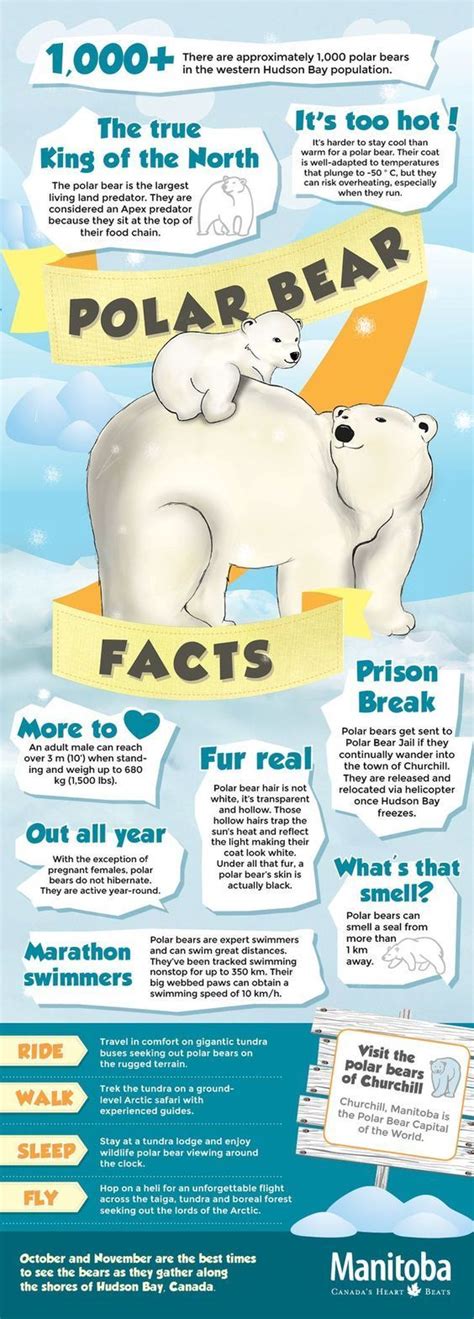 Polar Bear Infographic Polar Bear Facts Learn About Polar Bear