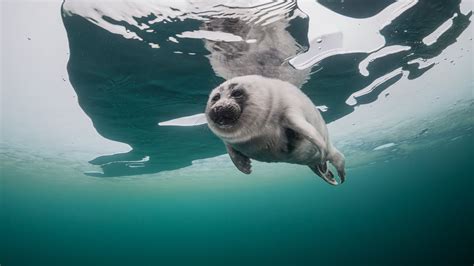 Baikal Seal Nerpa Underwater Under The Ice Of The Lake Baikal Youtube