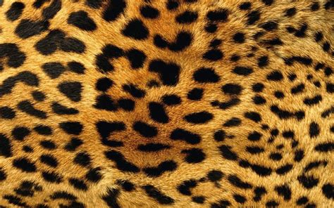 Leopard Print Wallpapers Top Free Leopard Print Backgrounds