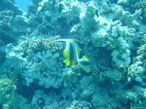 Underwater Coral Sea Anemones Fish Hd Wallpapers