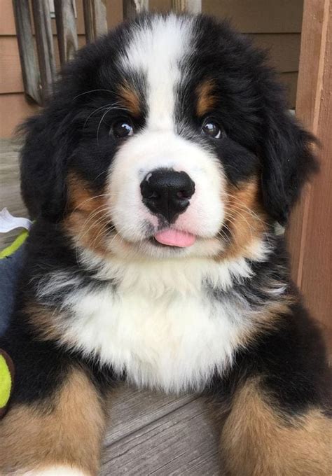 She doesn't have reddit but he's too cute to not share. Bernese Mountain Dog Breed Info: Pictures, Personality & Facts
